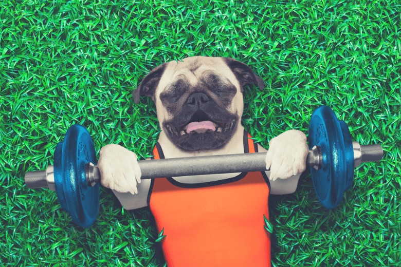 Exercising With your Dog 1